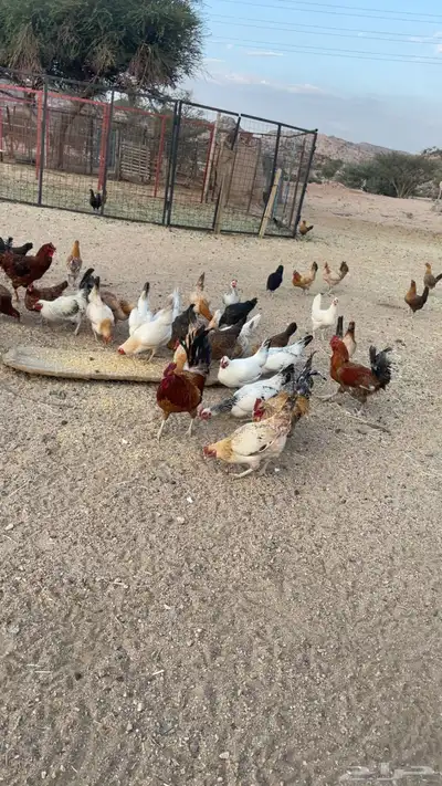 دجاج بري بياض index