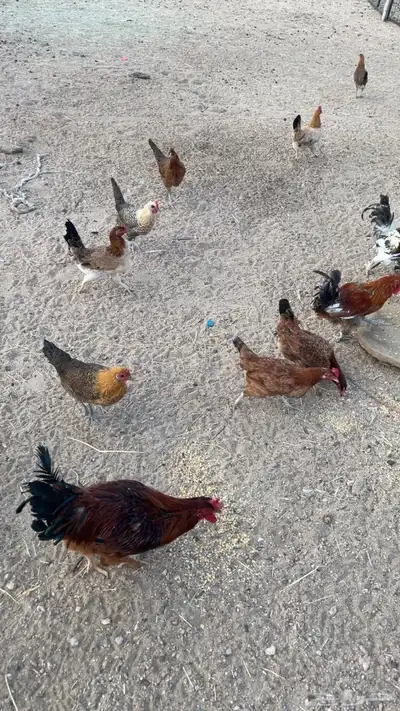 دجاج بري بياض index