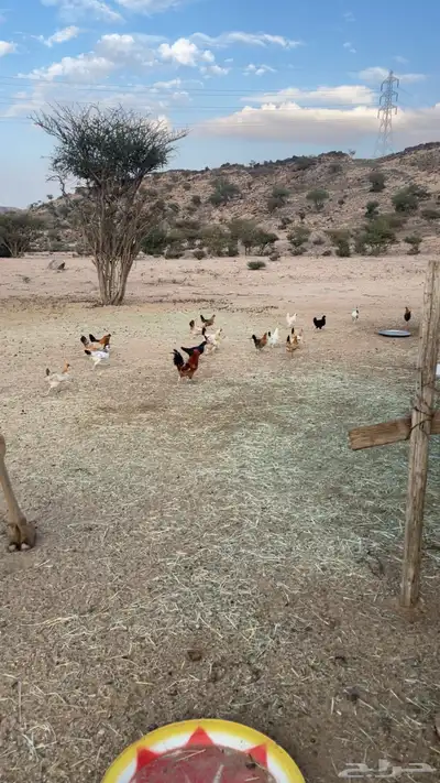 دجاج بري بياض index