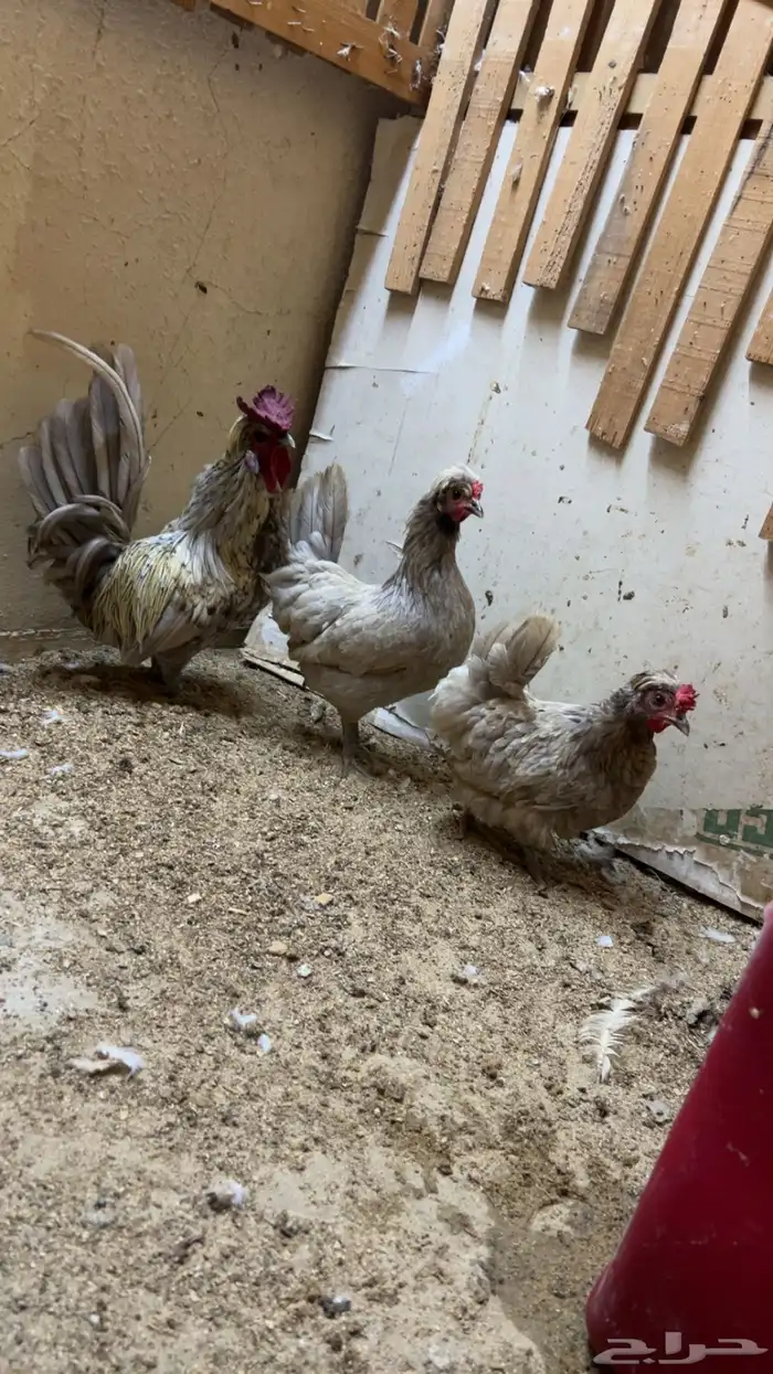 طقم حباحب توب التوب ماشاء الله 0