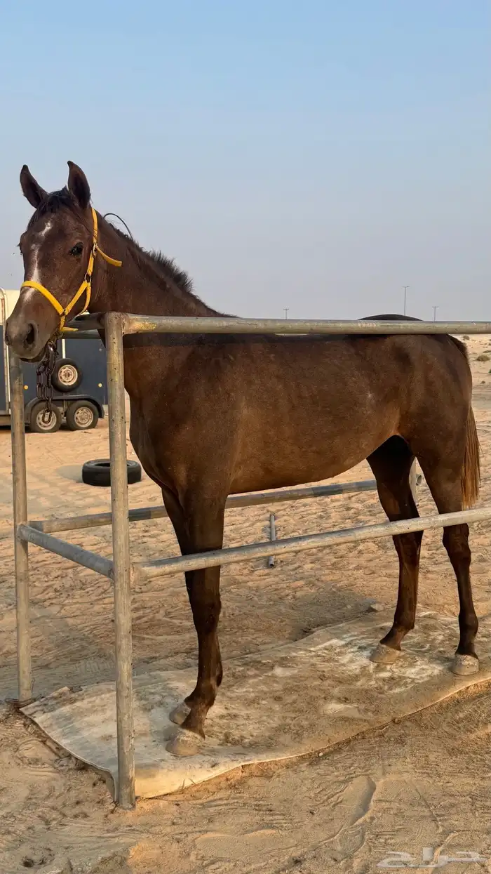 مهره شعبيه 0