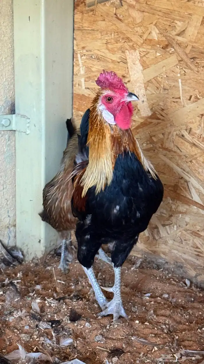 دجاج عربي ترثه اصيل فري 82