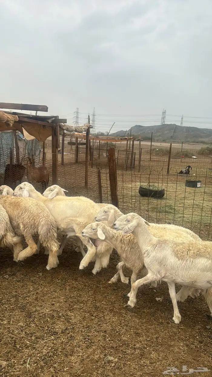 للبيع رخال صنف 9 روس بي فحلها حرش مضاريع 2