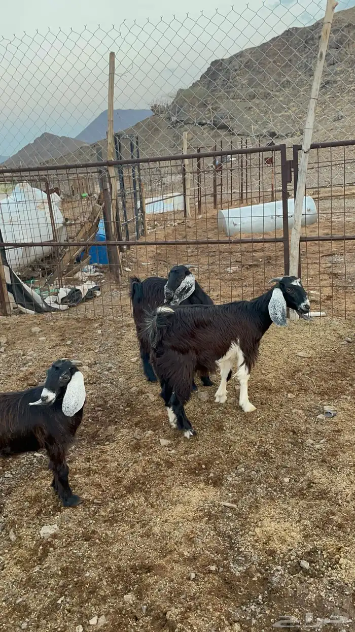 جفار (تم البيع ) 3