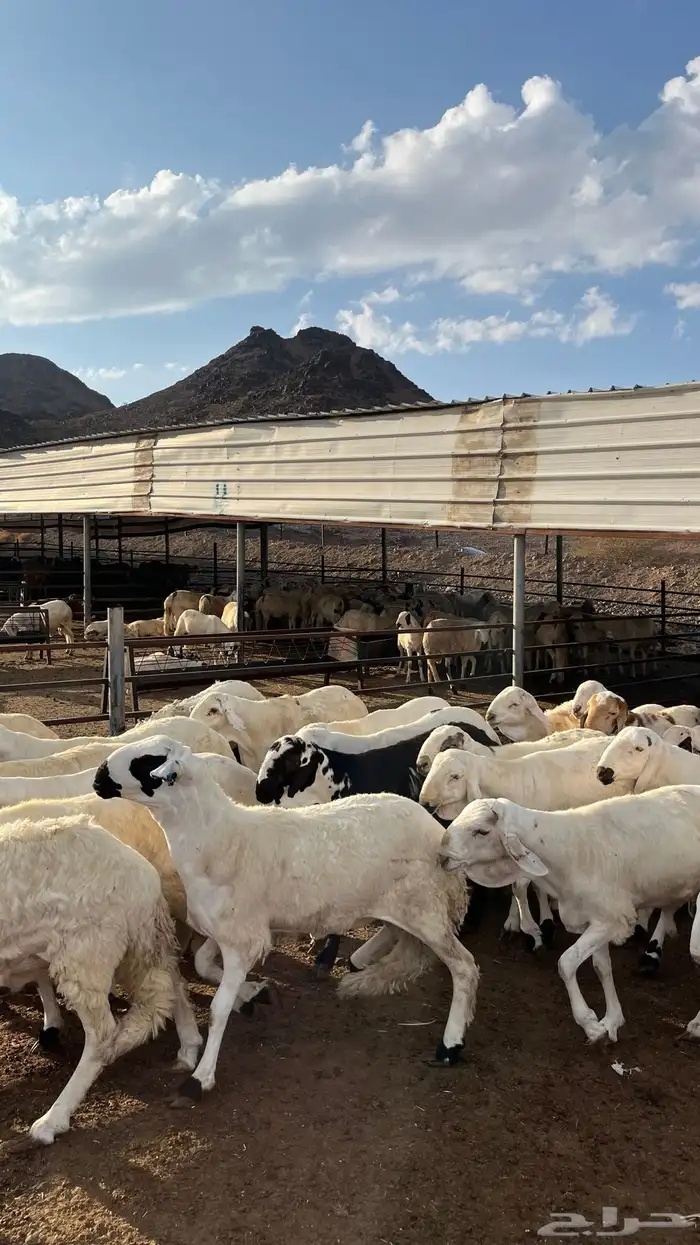 طليان سواكن جادعان شبيه الحري 21