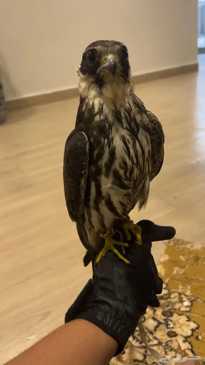 بكه تم البيع 4