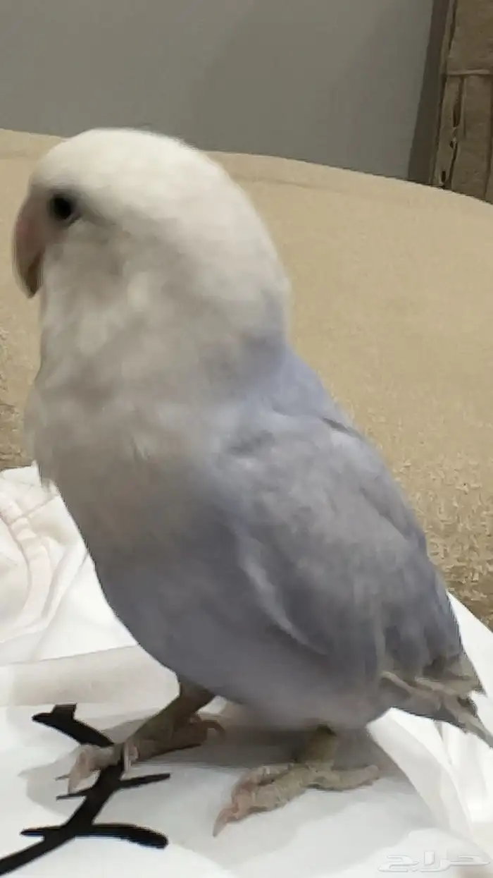 للبيع زوز تربيه يبي تزاوج 6