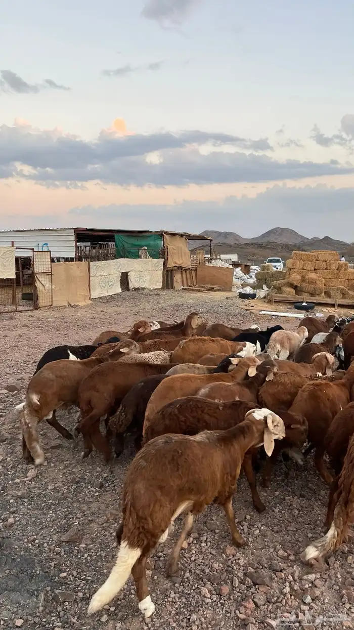 طليان سواكن حمري جادعان مرابى شرط مناسبات زواجات 7