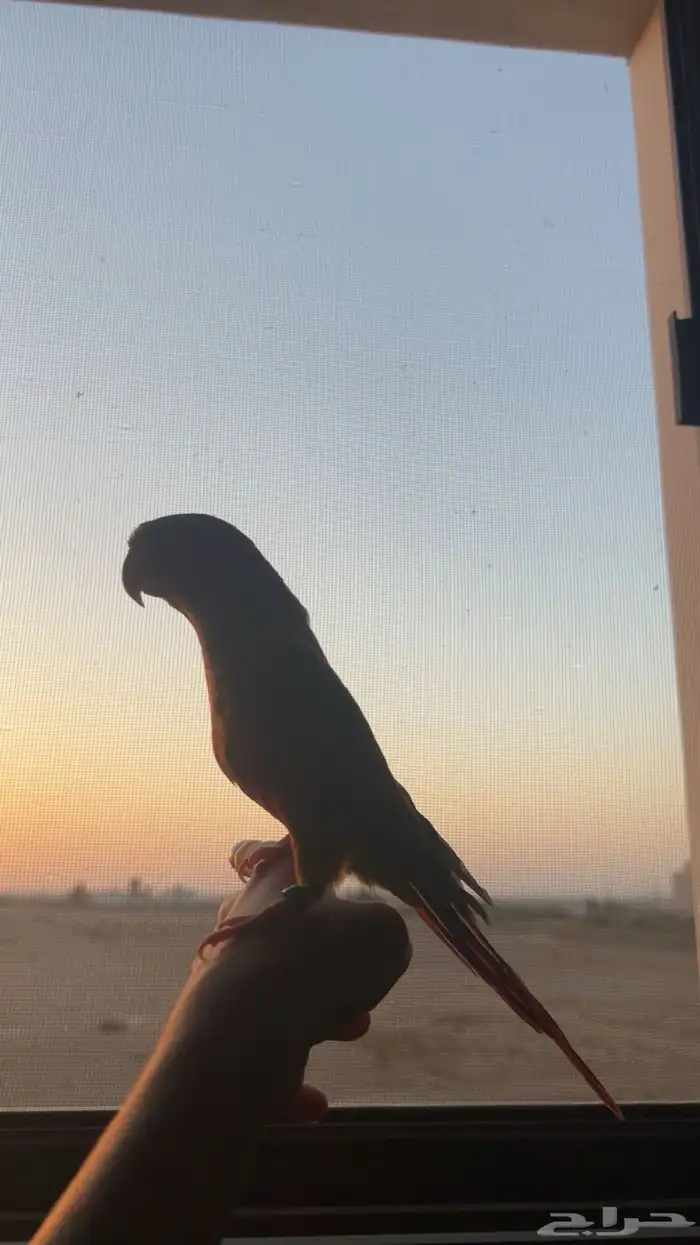 كنيور اليف 1