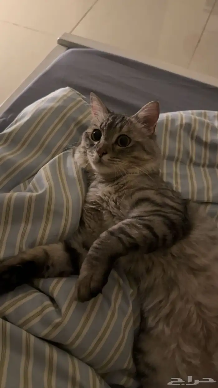 قط شيرازي تبني 2