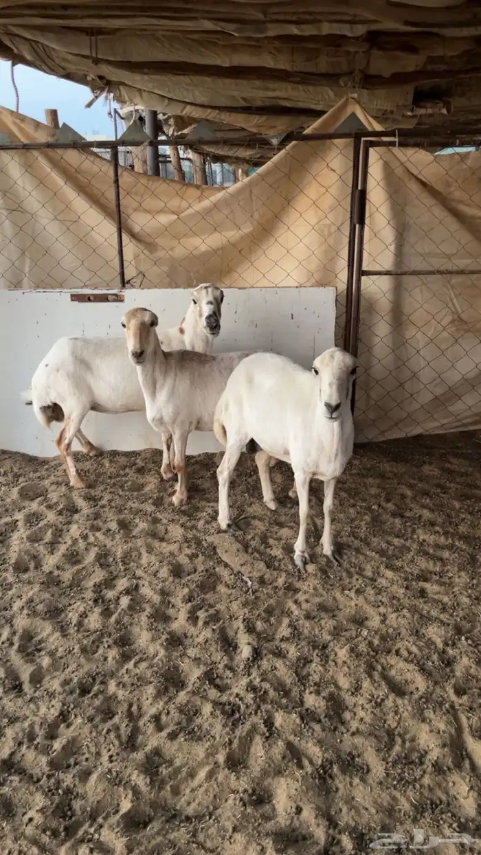 لبيع رفيديات 0