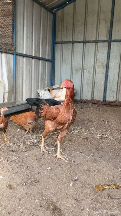 دجاج للبيع index
