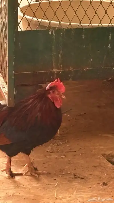 حيوانات index