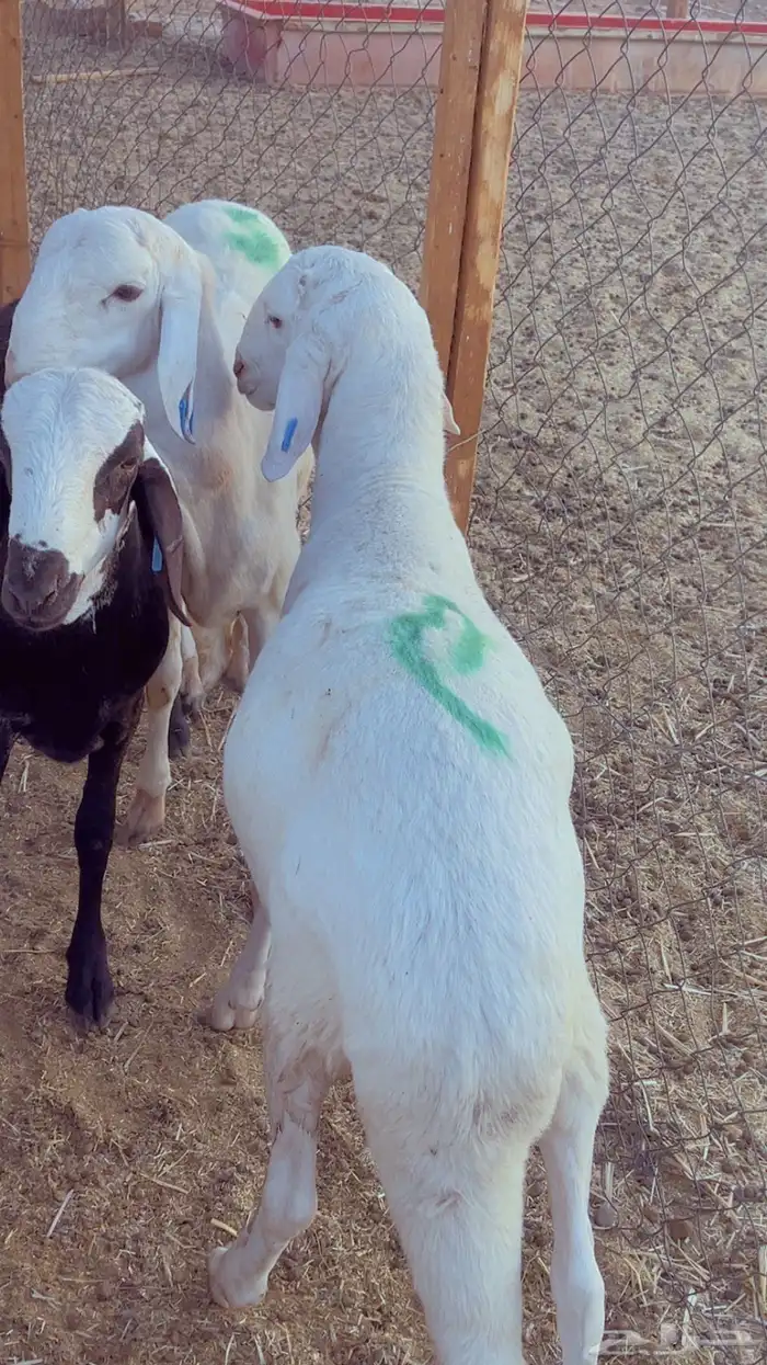 طليان سواكن مرابي 4 شهور فل شحم 4