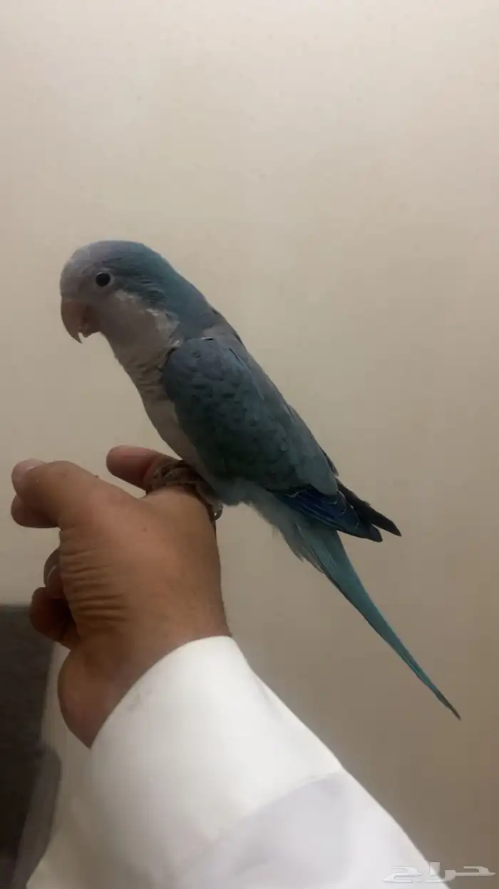 كويكر الراهب ازرق هدد وولافه وتربيه 5