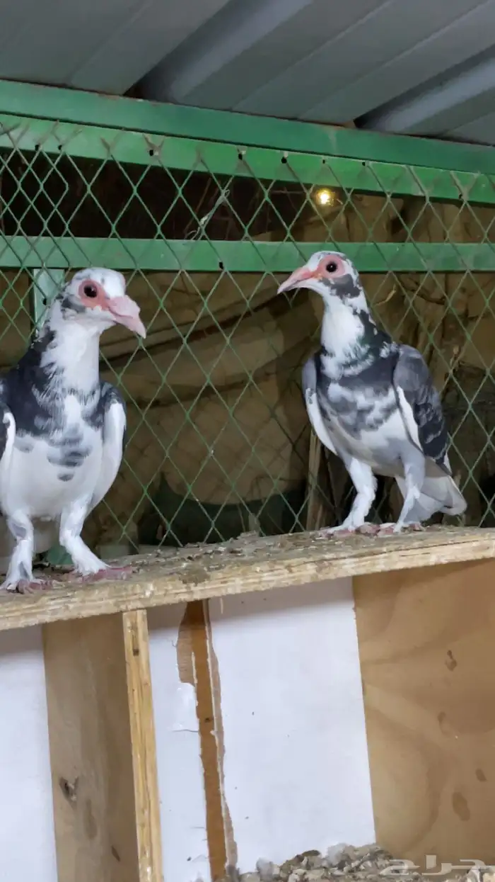 جوز حمام حساوي تحتهم فرخ 0