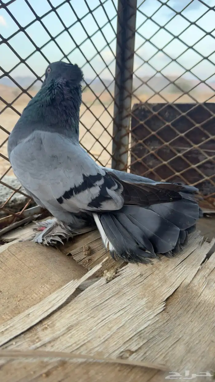 للبيع رقاص هندي 13