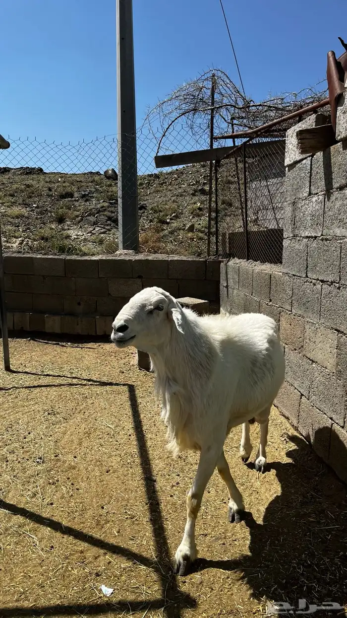 خروف فحل السن جامع سليم من الامراض انتاجه كفو 3