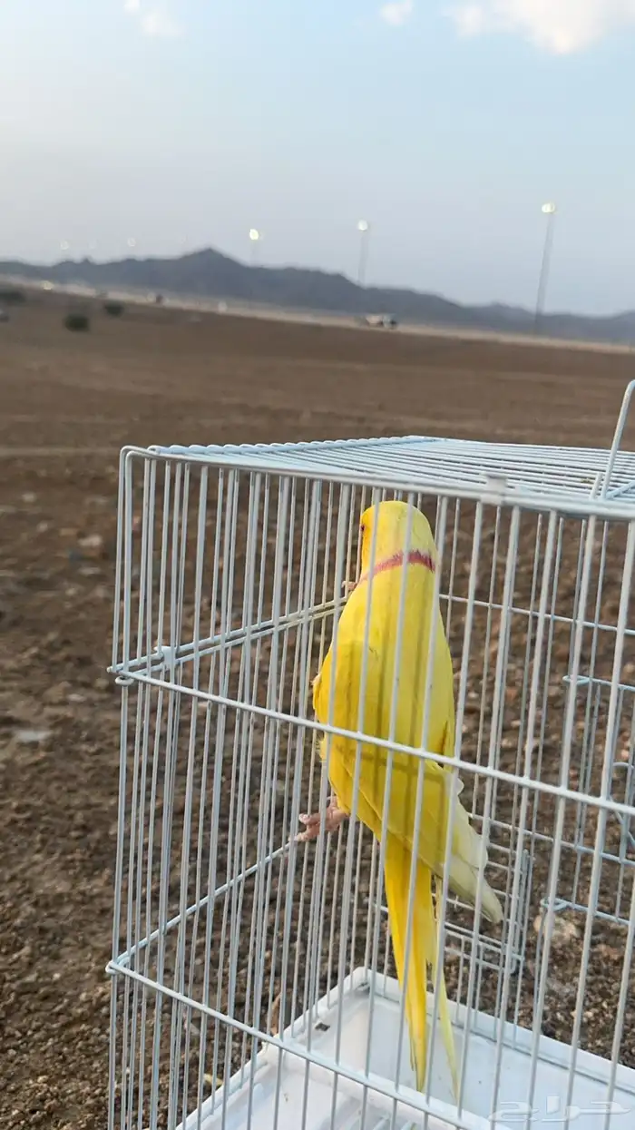 طير مفقود دره 0