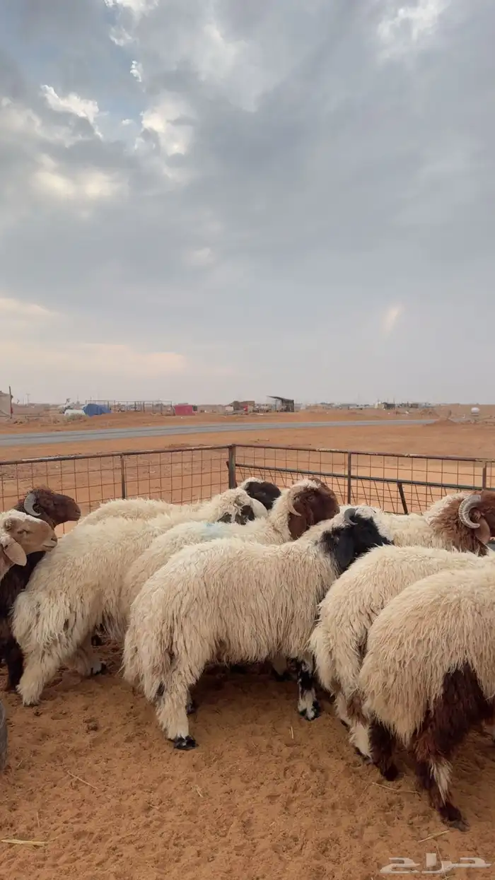 نعيم وحري العدد 12 جبر 7