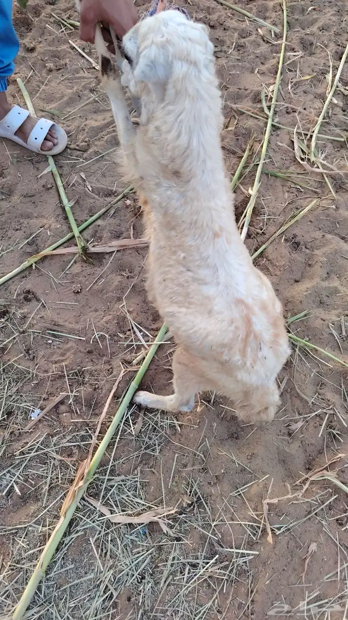 فرير للبيع 0