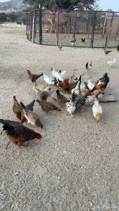 دجاج بري بياض index