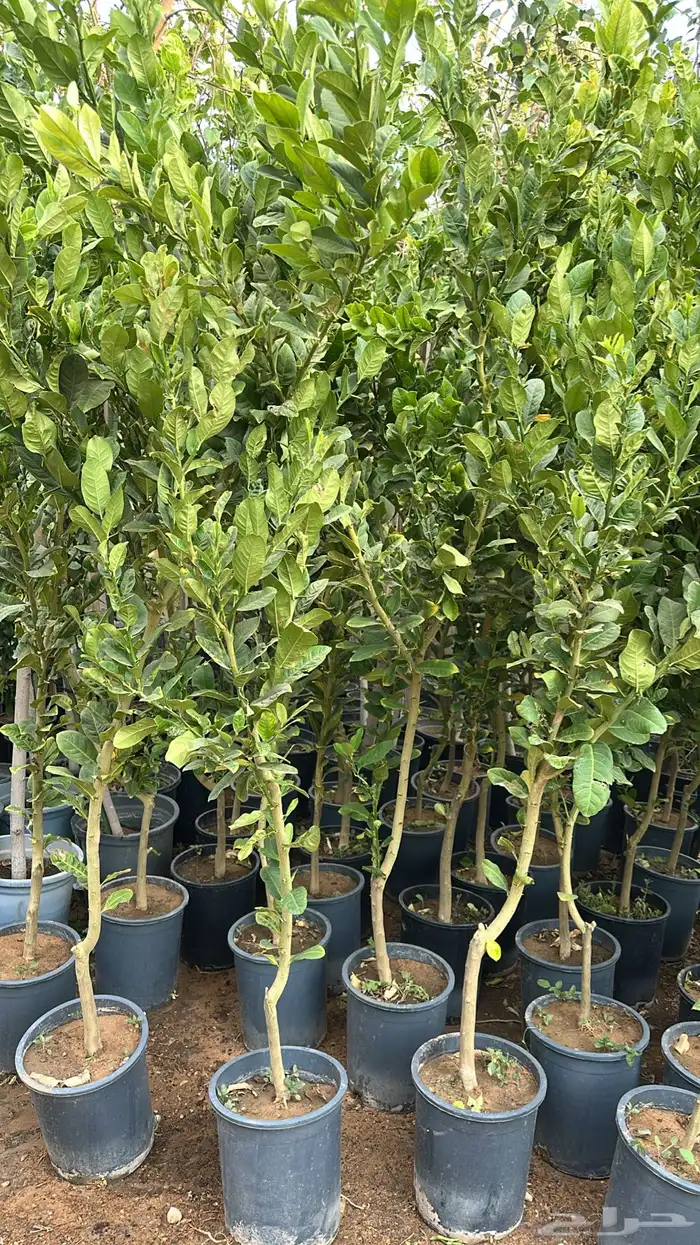 ليمون برتقال يوسفندي ترنج 5