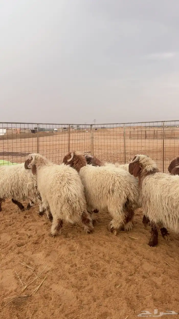 خرفان نعيم بلدي جبر وفاخر العدد 24 ( بريدة) 5