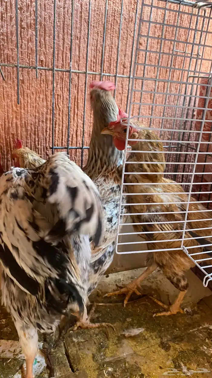 دجاج للبيع 3