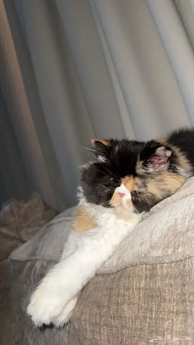 بيكي فيس فان index