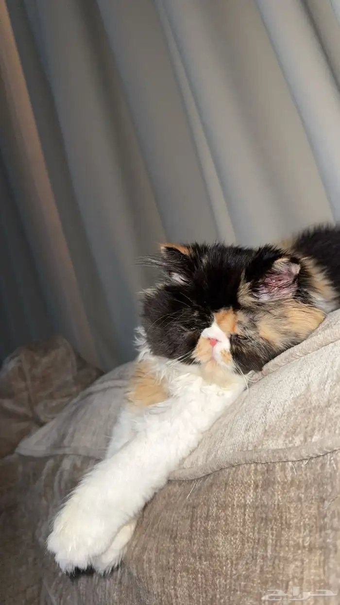 بيكي فيس فان 4