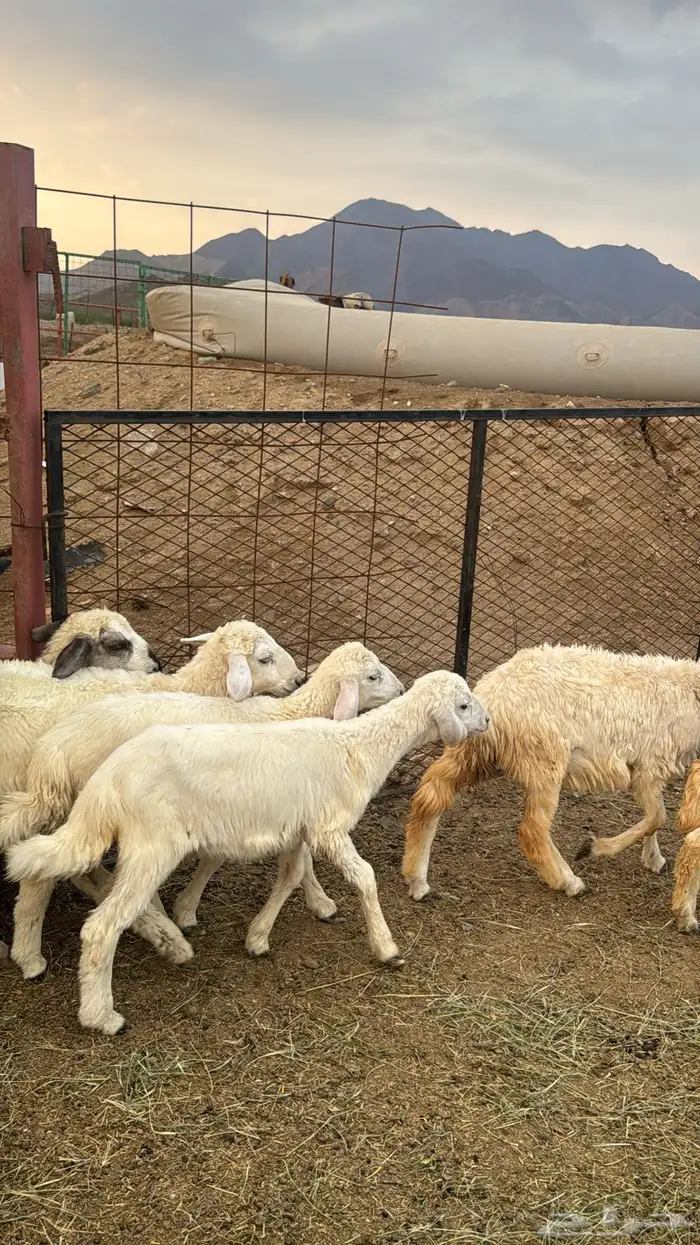 للبيع بهم حريات 9 روس ترييه من 720ريال 20