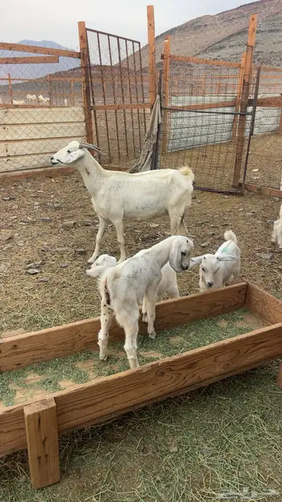 عنزين بيشيه تحتها 4 index