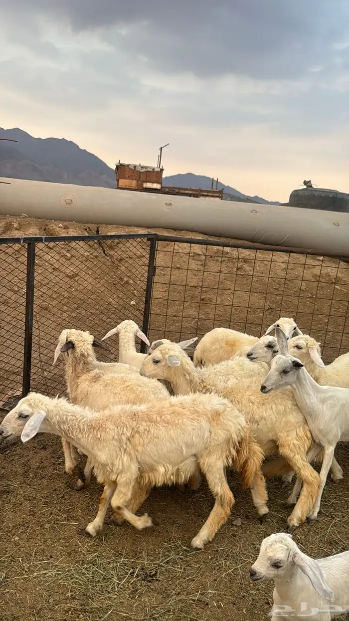 للبيع بهم حريات 9 روس ترييه من 720ريال 11