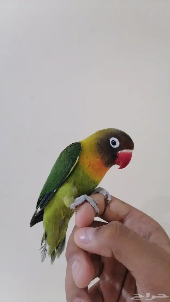 طيور واحد فيشر متربي وطير الحب متربي بيع مستعجل جابت بيضتين 0