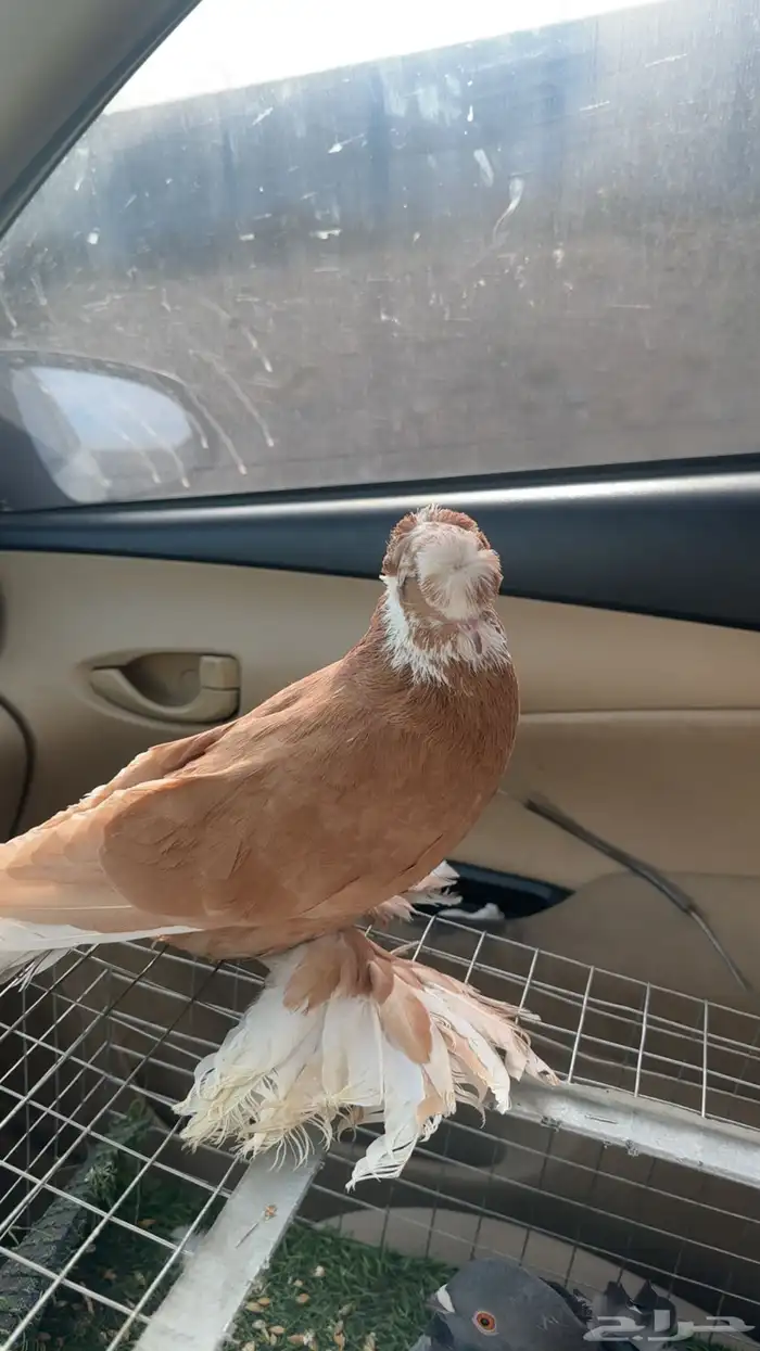 حمام كشكشي 1