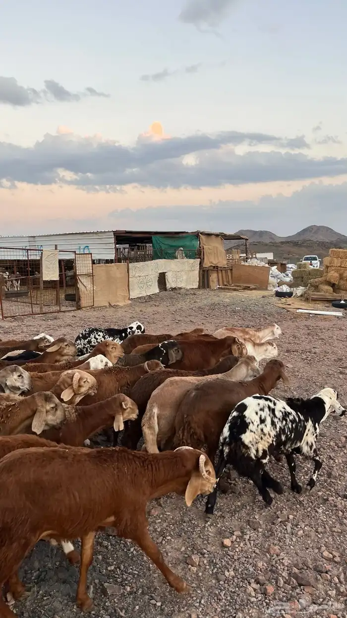 طليان سواكن حمري جادعان مرابى شرط مناسبات زواجات 5
