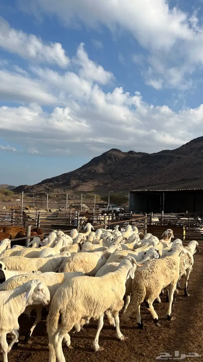 طليان سواكن جادعان شبيه الحري 3