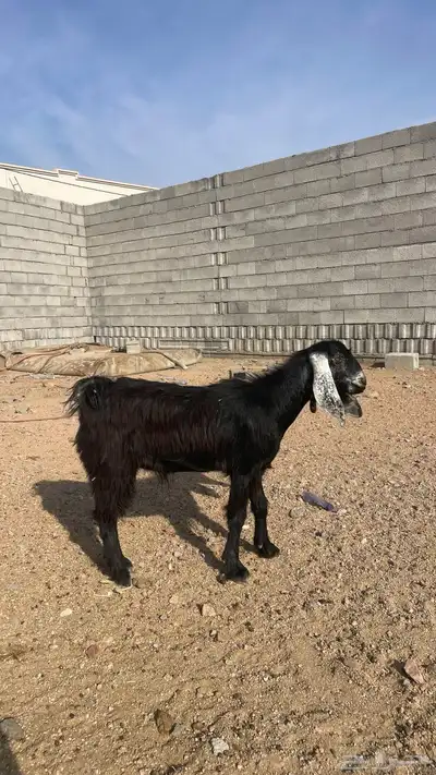 جفره جذعه تصلح مقنى index