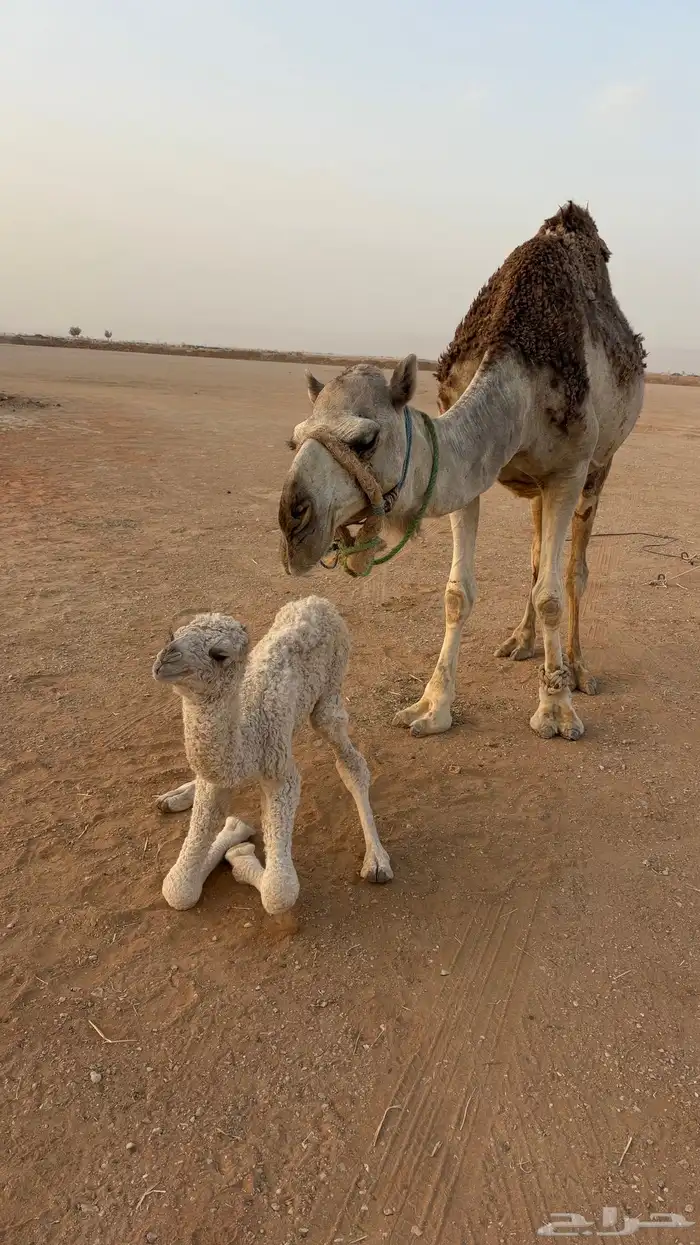 خلفه للبيع 0