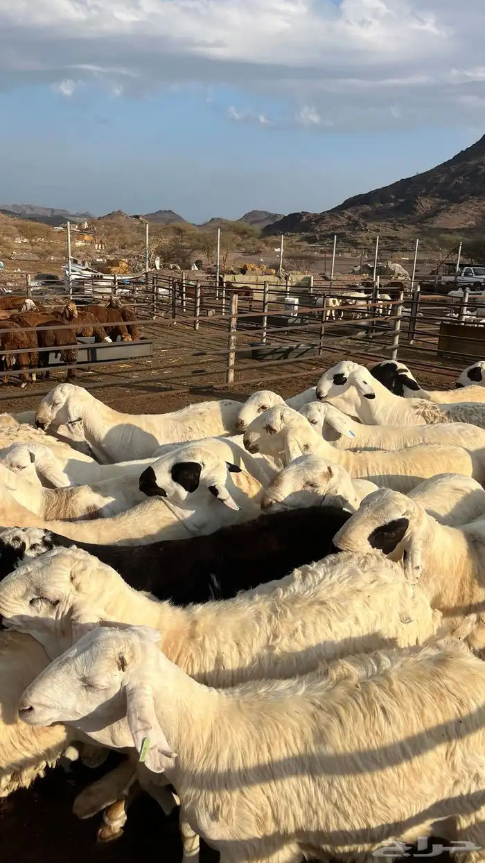 طليان سواكن جادعان شبيه الحري 18