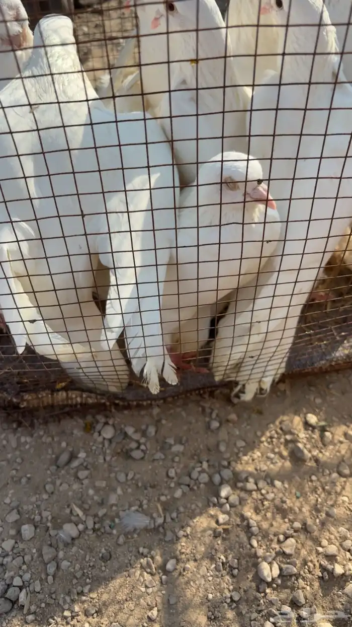 حمام لواحم فرنسي 3