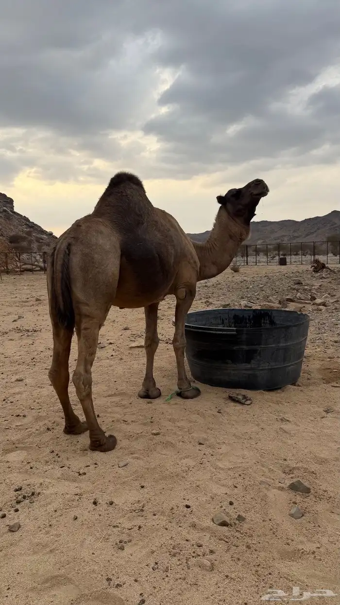 فحل احمر ساحلي 2