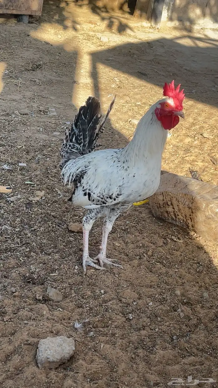 ديوك فيومي. و بلدي 8