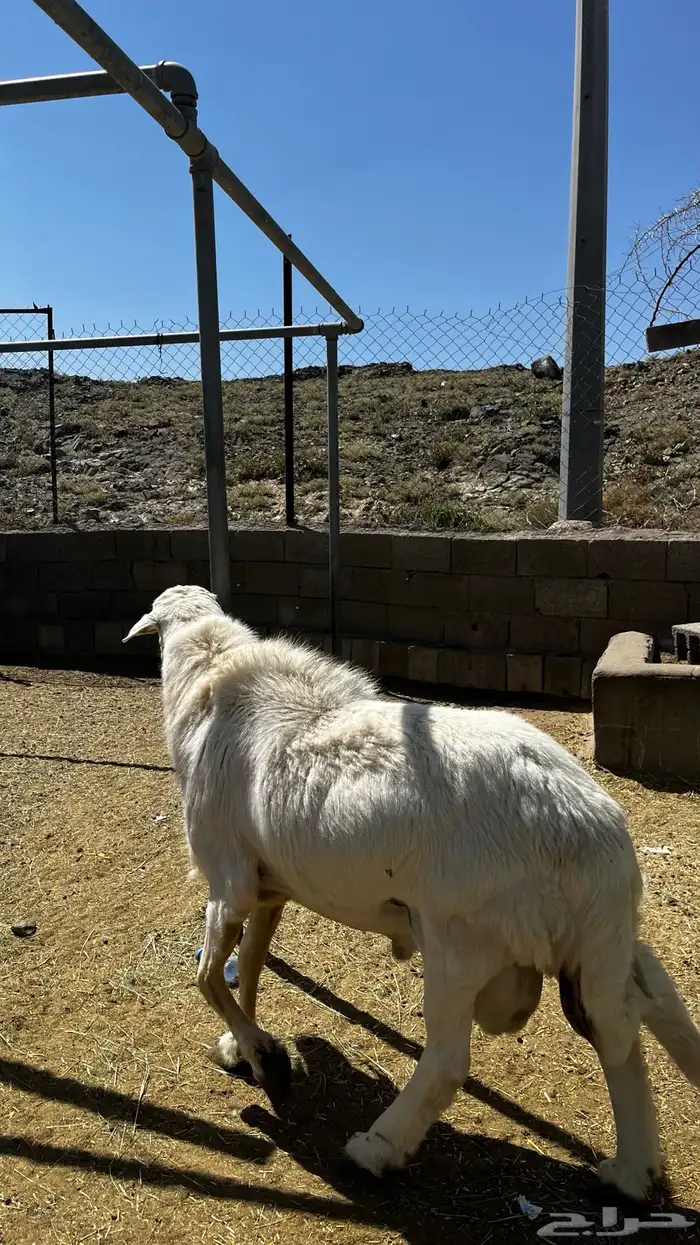 خروف فحل السن جامع سليم من الامراض انتاجه كفو 0