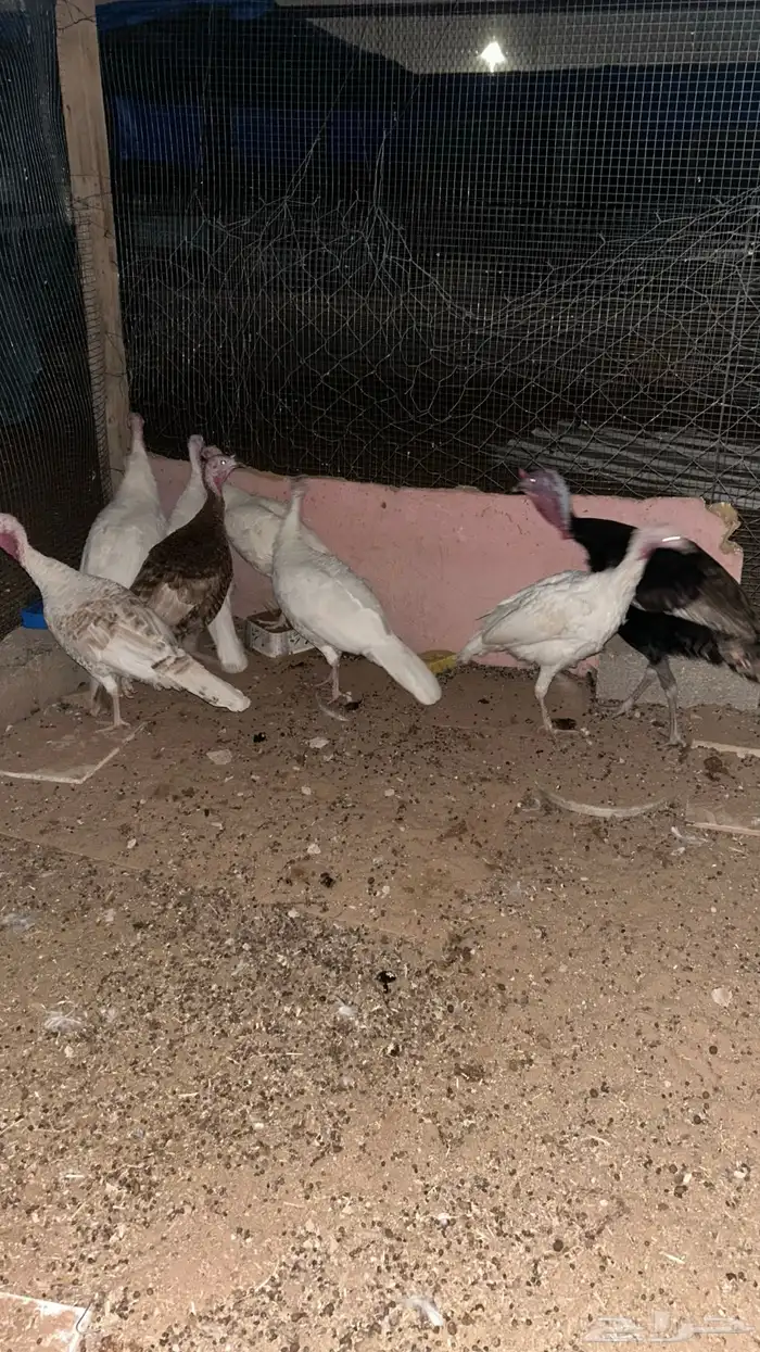 رومي للبيع 3