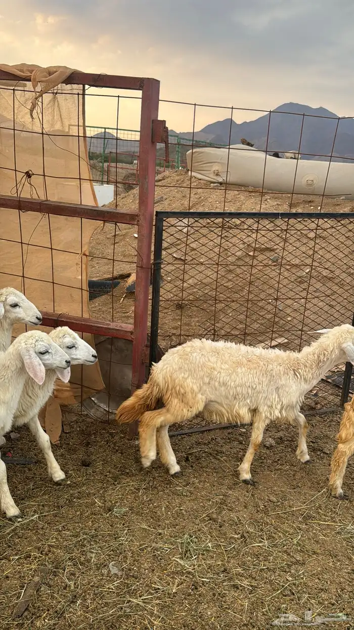 للبيع بهم حريات 9 روس ترييه من 720ريال 22