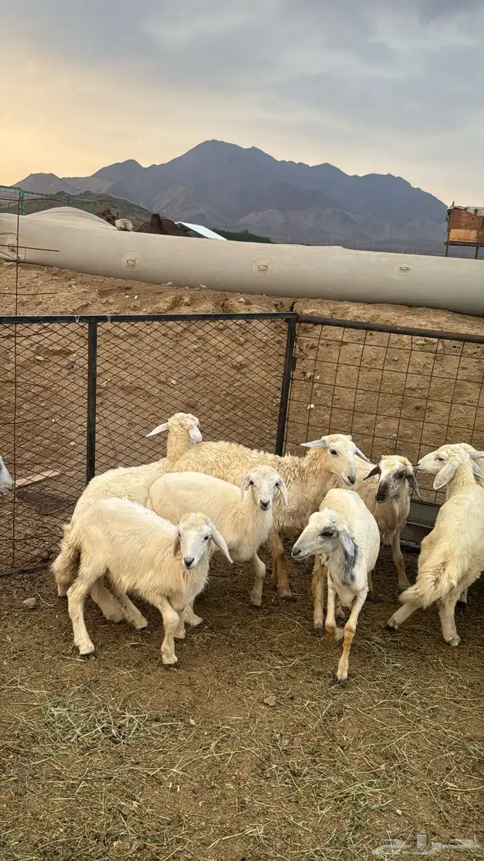 للبيع بهم حريات 9 روس ترييه من 720ريال 7