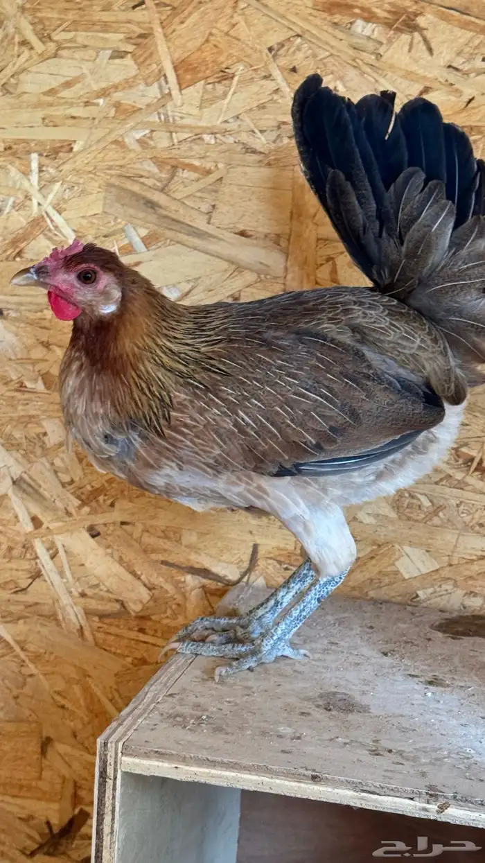 دجاج عربي ترثه اصيل فري 73