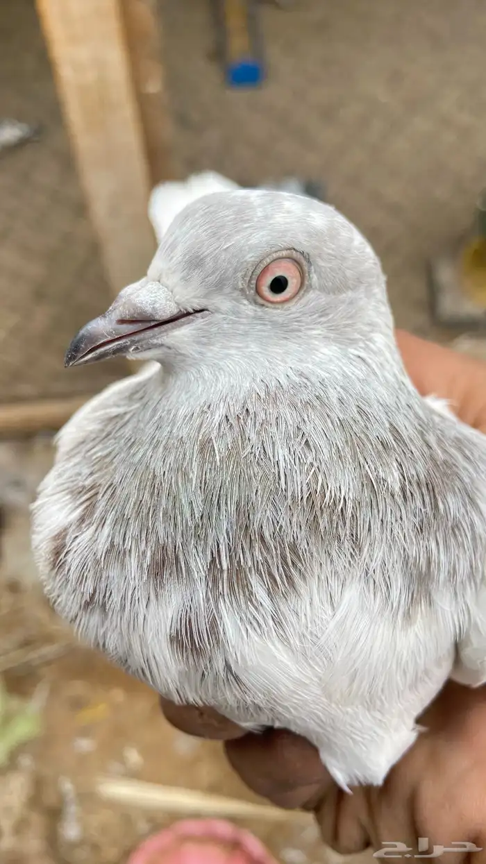 حمام باكستاني لاكا 1